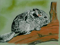 Chinchilla