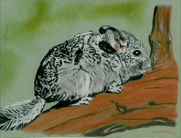 Chinchilla 