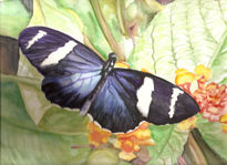 Heliconius doris