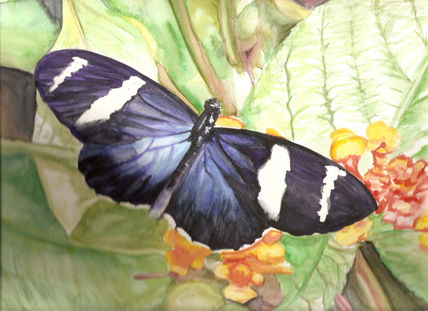 Heliconius doris