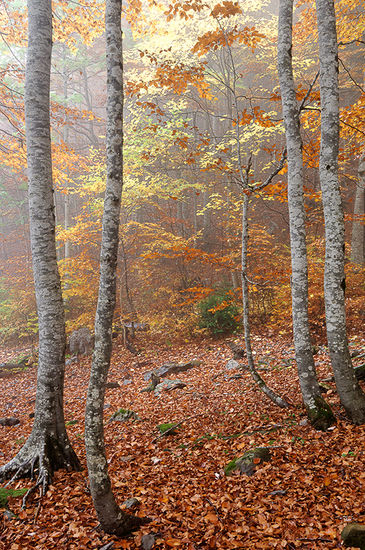 Otoño I 