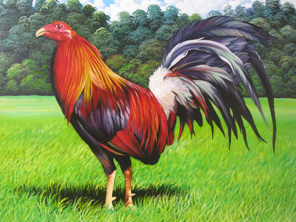 Gallo Elegante