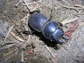 Escarabajo y Hormiga