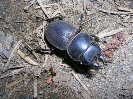 Escarabajo y Hormiga