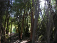Arrayanes al sol