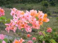 Flores dominicanas