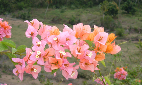 FLORES DE DOMINICANA