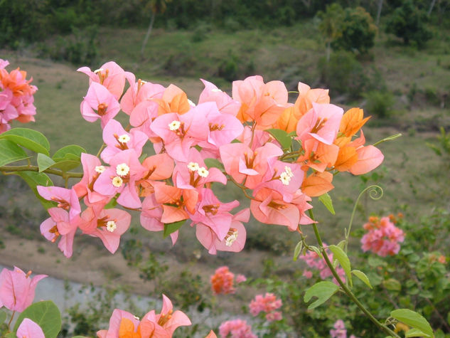 Flores dominicanas 