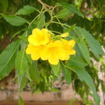 FLORES DE DOMINICANA thumbnail 2