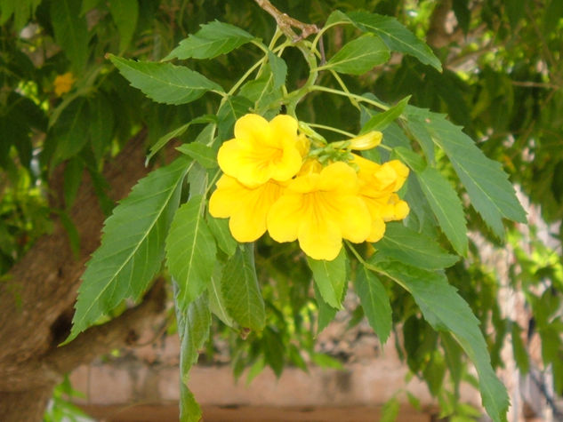 Flores de dominicana 