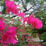 FLORES DE DOMINICANA thumbnail 1