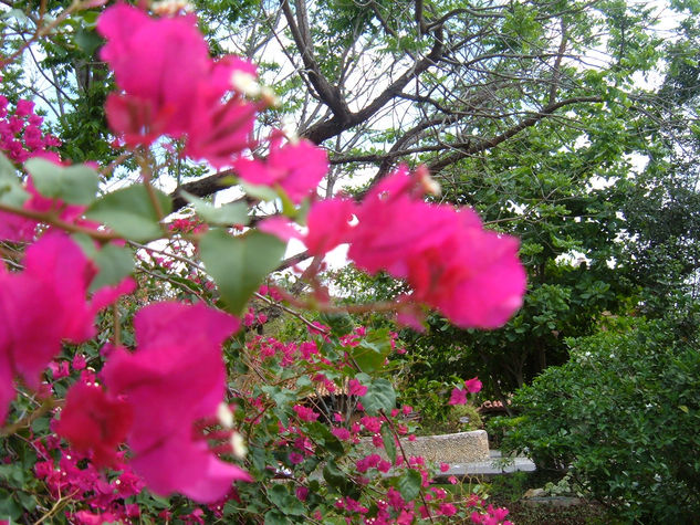 Flores de dominicana 