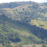 REFORESTACION thumbnail 2