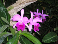 Orquidea