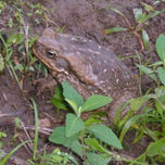 REFORESTACION thumbnail 1