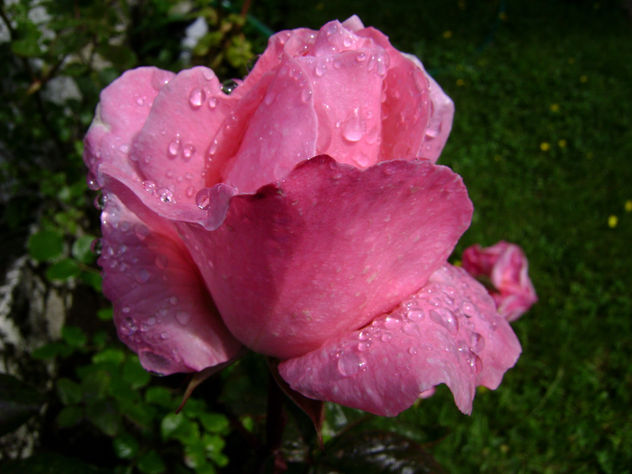 rosa despues de la lluvia