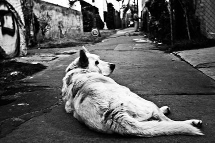 Perro Vagabundo (de...