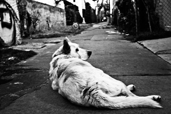 Perro Vagabundo (de la serie Perrera) Otras temáticas Blanco y Negro (Digital)