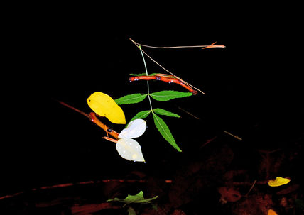Flora  flotando