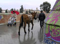 Puente Palma Badajoz con burro