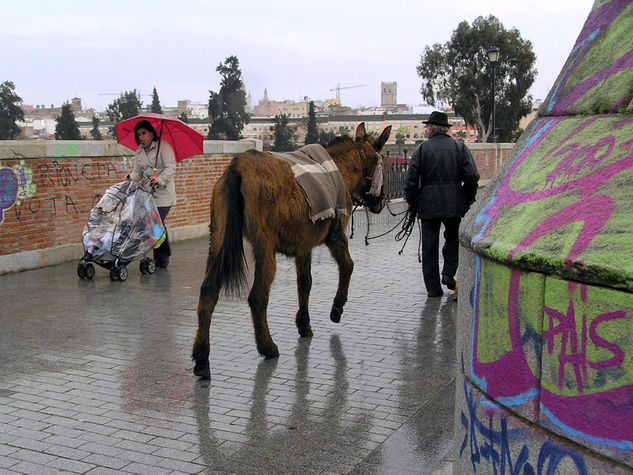 Puente Palma Badajoz con burro 