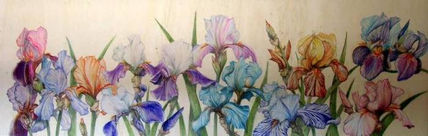 Iris 2