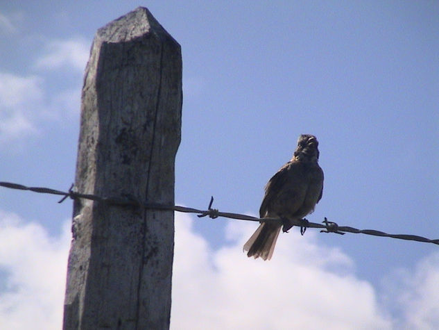 Pajarillo 