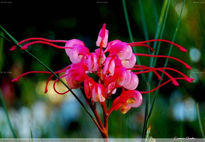 Grevillea