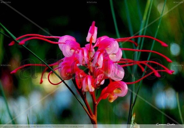 Grevillea Nature Color (Digital)