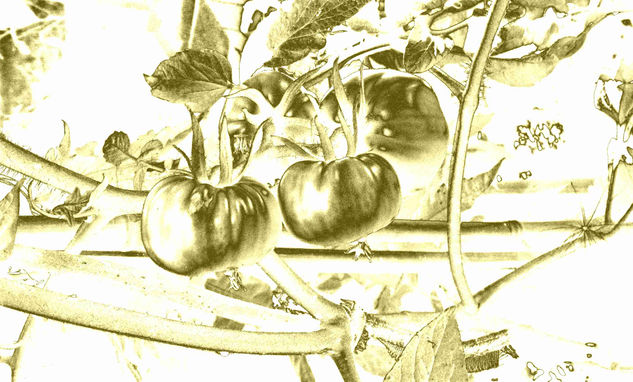 Tomates en Oro 