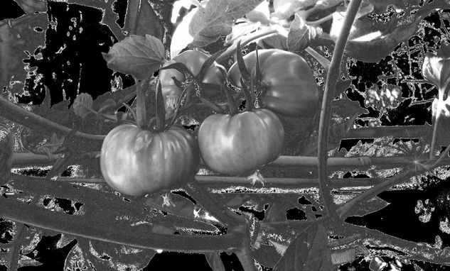 Tomates con luz de luna 