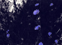 Flores en azul