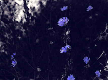Flores en azul