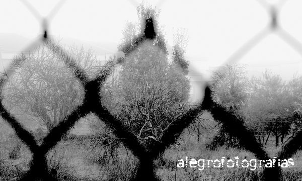 Arbol encerrado Naturaleza Blanco y Negro (Digital)