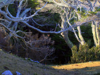 Entrada al bosque