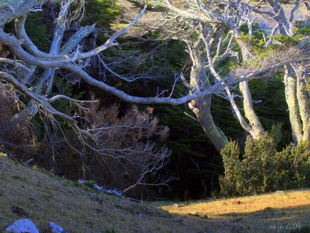 Entrada al bosque 