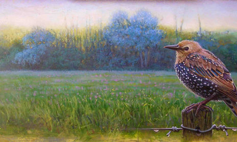 PAJAROS/ANIMALES