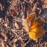 Bosques Be thumbnail 1