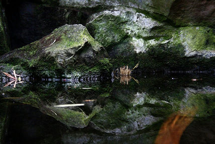 Fiel reflejo