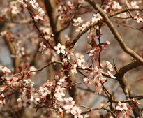 Natura.01 - Flor de...