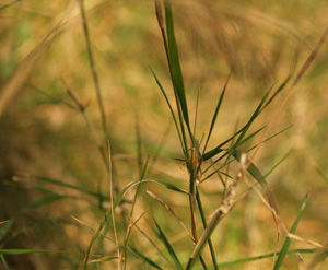 Natura.02 - Buena Hierba