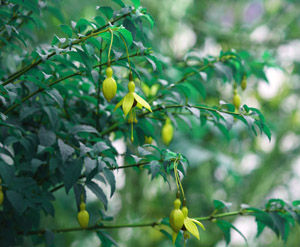 Natura.06 - el Jardin de las Marabillas