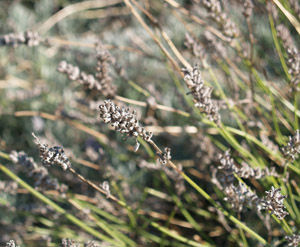 Natura.08 - Aromas