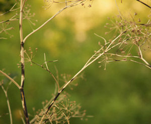 Natura.10 - Calmada Ancianidad