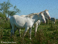 Yunta de blancos