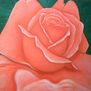 rosa primavera