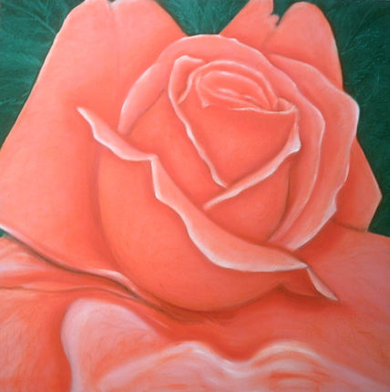 Rosa primavera