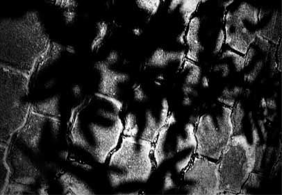 Sombras de Bambú (de la serie Makabras Rarezas)