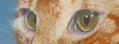 detalle de gatin