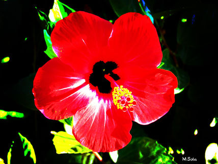 Flor-1